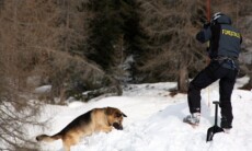 forestale_8_4